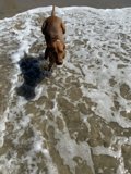 Beach-bound Vizsla