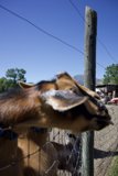 Curious Encounter at Calistoga