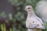 Mourning Dove Portrait in Soft Natural Light