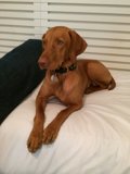 Furry Friend on the Bed