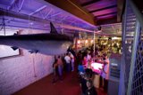 Suspended Shark