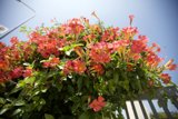 Stunning Red Geraniums in Full Bloom Against a Clear Blue Sky
