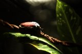 Enigmatic Beetle Encounter