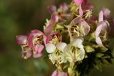 Delicate Flowers in Full Bloom