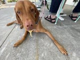 Sandal-Wearing Dog Gazes at the Sky