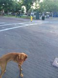 City Walkies