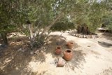 Pots of Nature