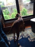 Window Watcher