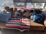 Cozy Companions