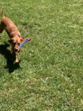 Frisbee Fun in the California Sun
