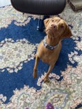 Adorable Vizsla Puppy Looks Up at Their Human