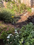 September Serenity in Bloom