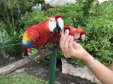 Parrots on a Wood Post