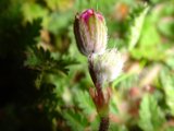 Floral Beginning