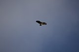 Soaring Majesty - The Lake Merced Hawk