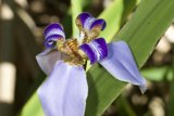 Majestic Iris