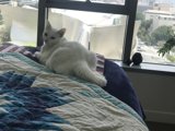 Window Cat