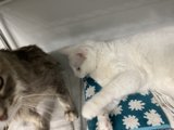 Feline Friends