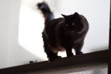 High Perched Feline