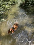 A Vizsla Enjoys a Swim in Felton Creek