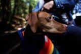 Stylish Pup at Tilden Park