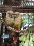 Double the Feathered Fun