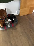 Companionship on a Hardwood Floor