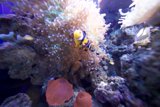 Underwater World