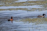Cinnamon Teal Pair Swimming Among Wetland Vegetation