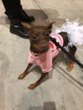 Fashionable Fido