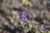 Bee Buzzing on a Vibrant Purple Geranium in the Desert