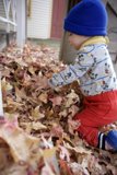 Sonoma's Autumnal Palette: Wesley's Leafy Playground