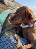A Woman's Best Friend