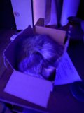 Box-n-Bed