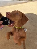 Fetch, Anyone?