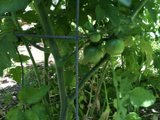 Bountiful harvest in Altadena garden