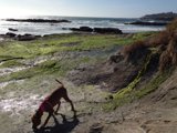 Seaside Stroll