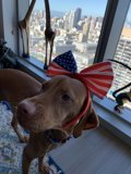 Patriotic Pup