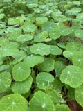 Refreshing Foliage After the Rain