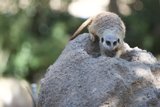 Meerkat Scaling the Rocks
