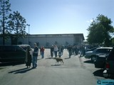 Walking the Dog in the Parking Lot