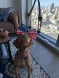 Patriotic Pup