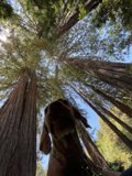 In Awe of the Redwood Sequoia