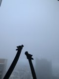 Foggy Encounter