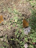 Butterflies on Herbal Flowers