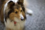 Red-Studded Canine