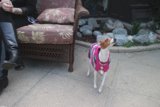 Pretty in Pink