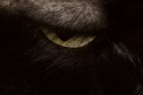 The Enigmatic Gaze of a Black Cat