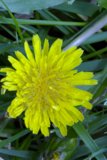 Vibrant Dandelion Blooms in the Grass
