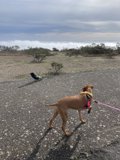 Walking the Ridgeback in the Marin Headlands